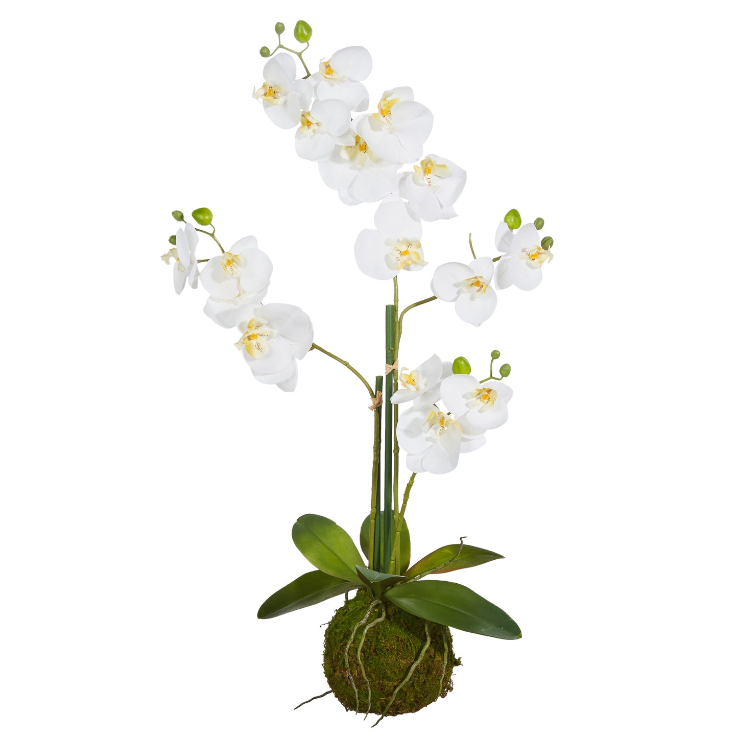 Real Touch White orchid with moss ball 23.75"