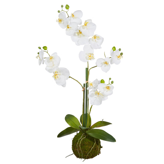 Real Touch White orchid with moss ball 23.75"