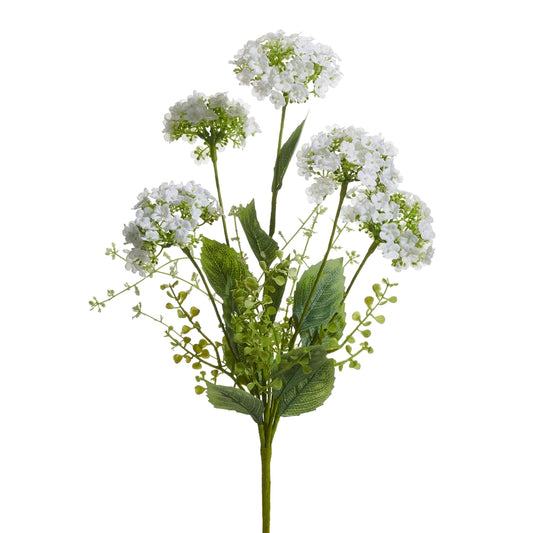 Raz White hydrangea bush 20"